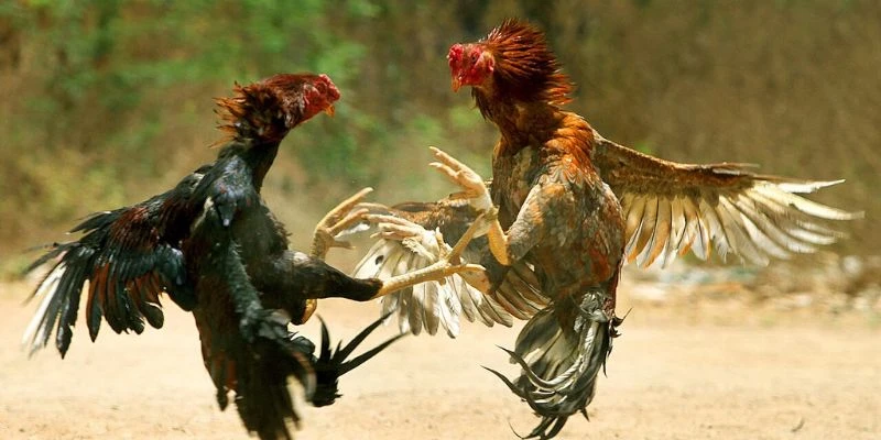 Khám phá đá gà trực tiếp BU88 và điểm nổi bật