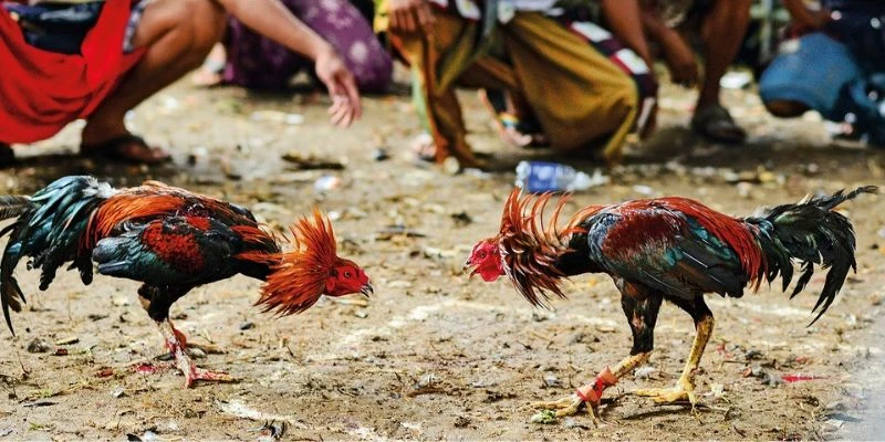 Theo dõi 30 trận Thomo qua sảnh chọi kê